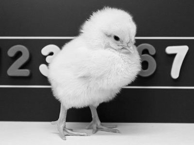 Science：小鸡识数像人类？
