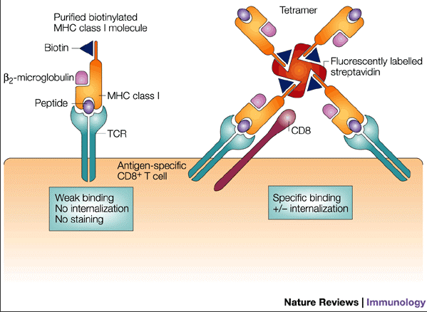MHC 四聚体技术:检测抗原特异性T细胞的